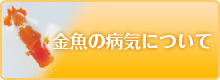 金魚の病気について